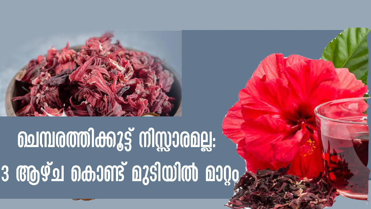 ചെമ്പരത്തിയുടെ ഗുണങ്ങള്‍ നിസ്സാരമല്ല മുടി വളര്‍ത്താന്‍ ഏത് സമയവും