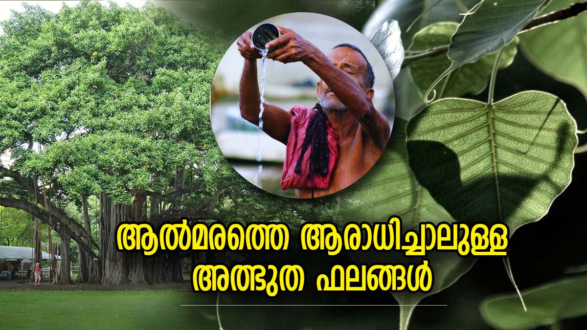 സമ്പത്ത്, പ്രതാപം, സല്‍കീര്‍ത്തി.. ജീവിതം മാറിമറിയും; ആല്‍മരത്തെ
