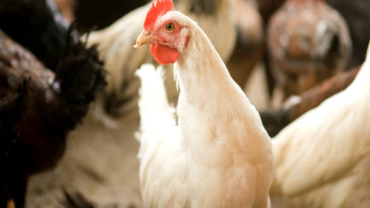 Bird Flu Outbreak Kerala Know What Are The Causes Symptoms And Precautions Of Avian Influenza