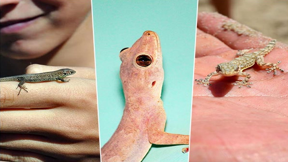 ഗൗളി ശാസ്ത്രം സ്ത്രീപുരുഷ ശരീരത്തില്‍ പല്ലി വീണാല്‍ സംഭവിക്കുന്നത്